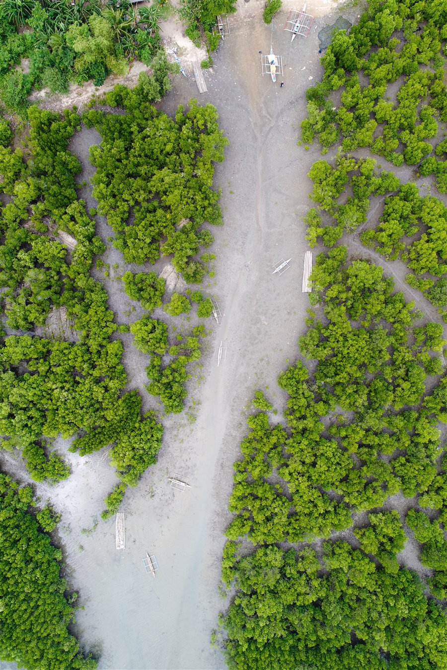 Vertical aerial drone view of mangroves and coastal channels in Bancal Bay, Iloilo